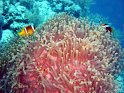 DSC09066 - 050329 - Gota Kebir - Anemone & poissons clown